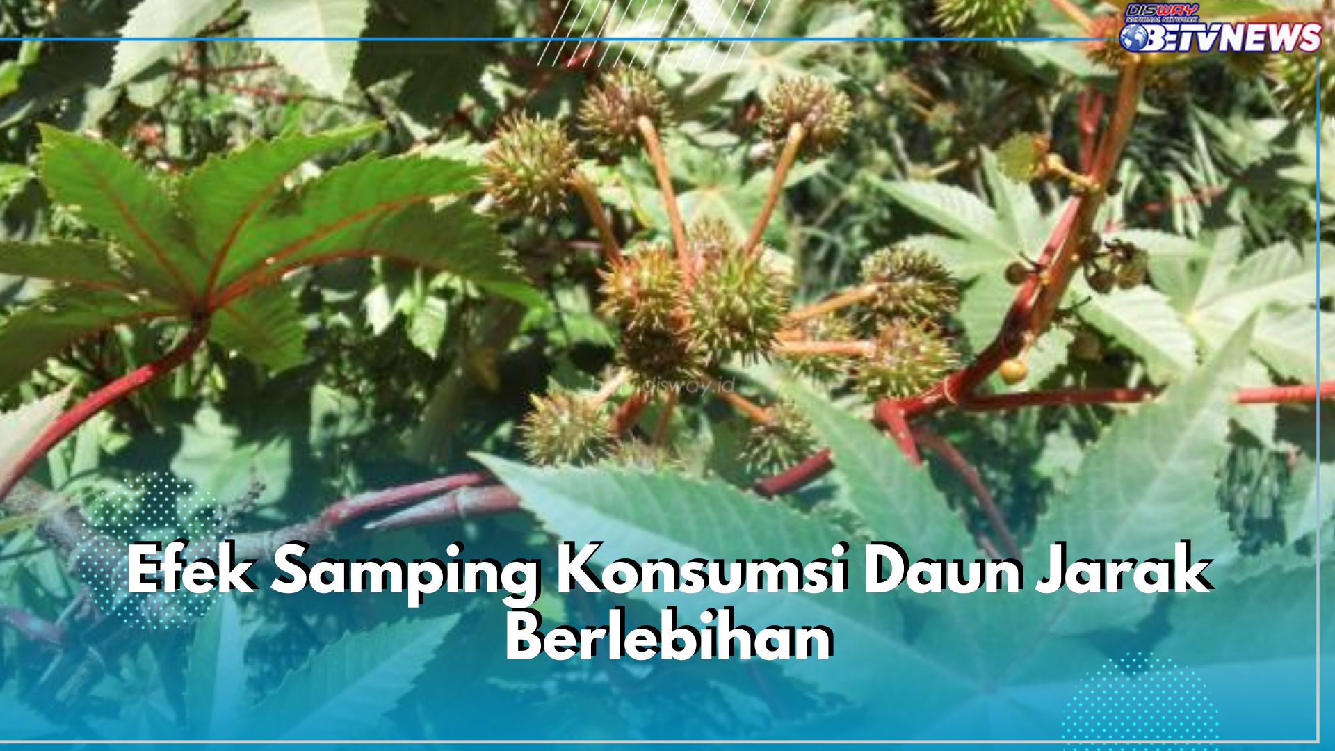 Kenali 5 Efek Samping Konsumsi Daun Jarak Berlebihan Ini dan Hindari Resikonya, Apa Saja?