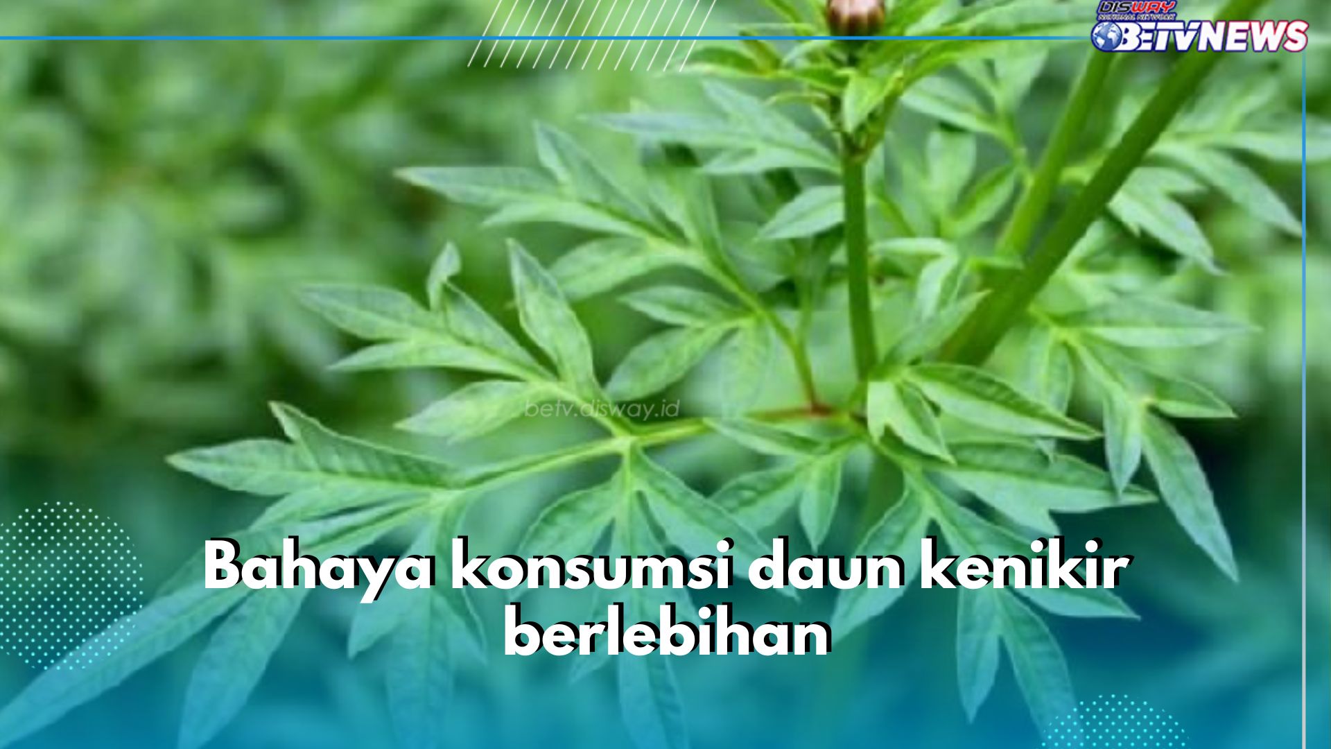 5 Bahaya Konsumsi Daun Kenikir Berlebihan yang Perlu Diwaspadai, Bisa Ganggu Keseimbangan Hormon