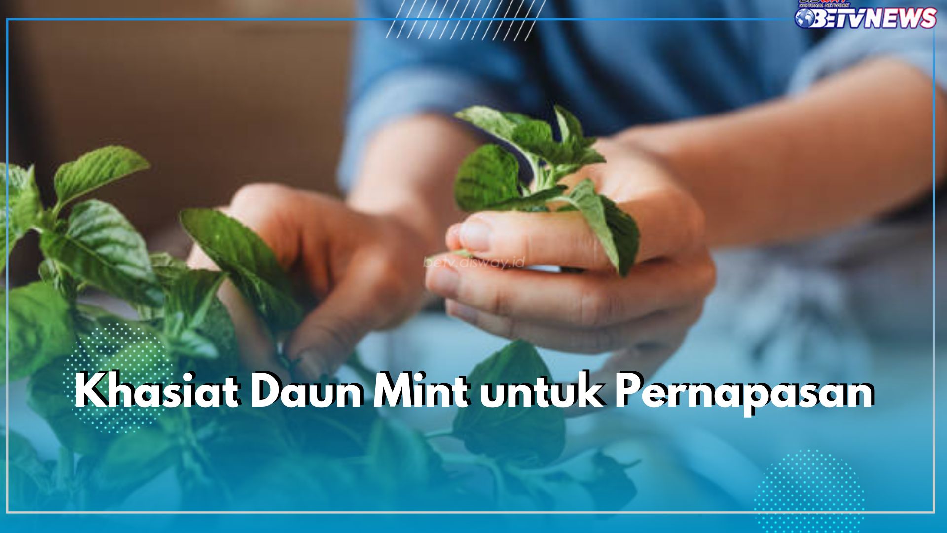 Baik untuk Penderita Asma, Ini Sederet Khasiat Daun Mint untuk Pernapasan 