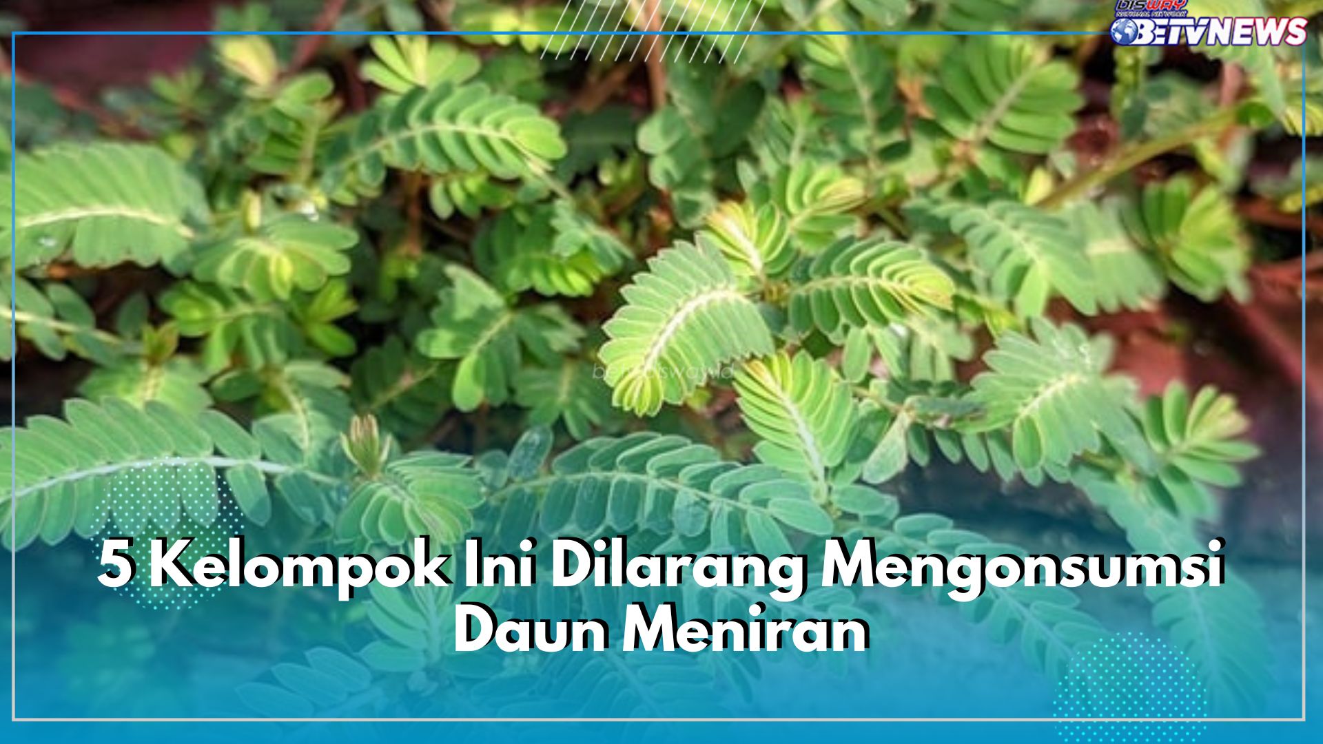Ibu Hamil hingga Menyusui, 5 Kelompok Ini Dilarang Mengonsumsi Daun Meniran