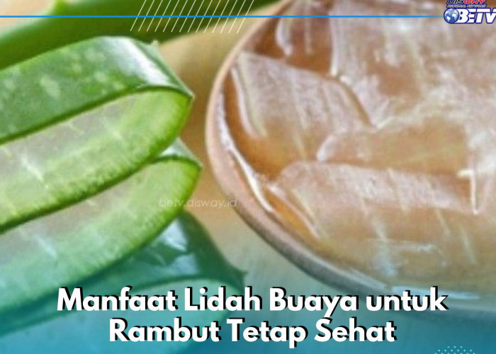 Lidah Buaya Mampu Melembabkan Kulit Kepala, Cek Manfaatnya bagi Kesehatan Rambut