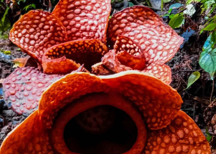 Langka! Rafflesia Kemumuensis dan Gadutensis Mekar Bersamaan di Bengkulu