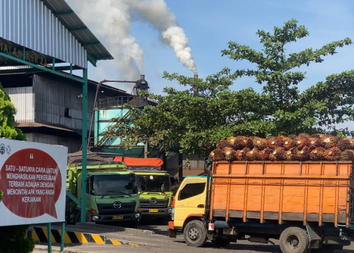 Harga Sawit PT SBS Naik Jadi Rp2.730 per Kilogram, Selisih Rp70 dengan PT BSL