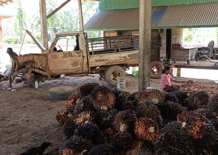 Harga Sawit Lagi Anjlok, Petani Bengkulu Selatan Jangan Nekat Panen Buah Mengkal