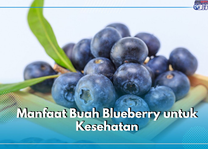 Buah Blueberry Berkhasiat untuk Tubuh, Cek Kandungan dan Sederet Manfaatnya Bagi Kesehatan