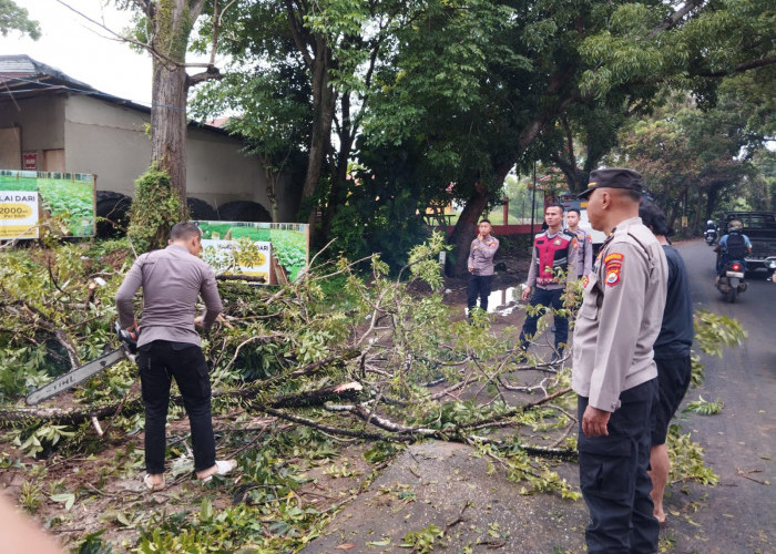 Pohon Setinggi 20 Meter Tumbang di Jalan Jenggalu, Sempat Timbulkan Kecelakaan