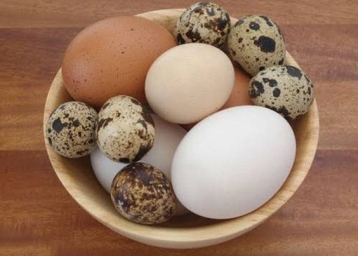 Jarang Diketahui, Ini 7 Jenis Telur Berserta Manfaatnya, Kamu Pernah Coba yang Mana?