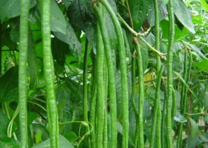 Ini 7 Efek Samping Kacang Panjang bagi Kesehatan, Hati-hati Konsumsi Berlebihan