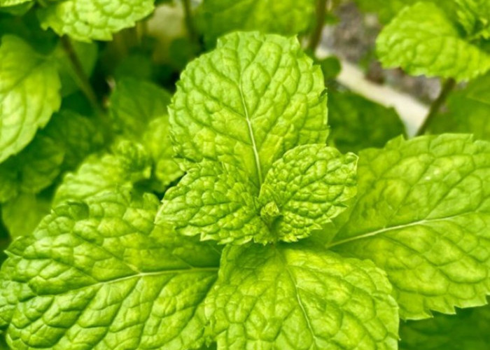 Cek di Sini! Manfaat Daun Mint untuk Rambut, Bisa Bantu Segarkan Kulit Kepala