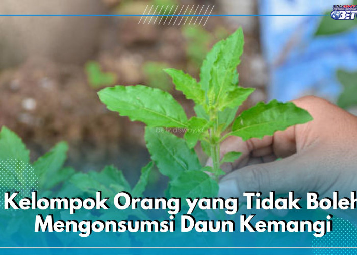 Catat! Ini 5 Kelompok Orang yang Tak Boleh Konsumsi Daun Kemangi, Salah Satunya Bumil