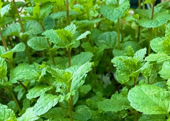 Bantu Menjaga Pencernaan, Ini 8 Manfaat Daun Mint bagi Kesehatan