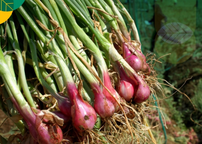 Miliki Aroma yang Khas, Ini Segudang Manfaat Bawang Merah untuk Kesehatan Tubuh 
