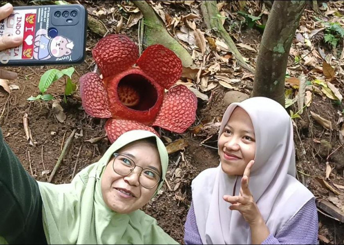 Dua Bunga Rafflesia Kemumuensis Mekar Sempurna di Bengkulu Utara