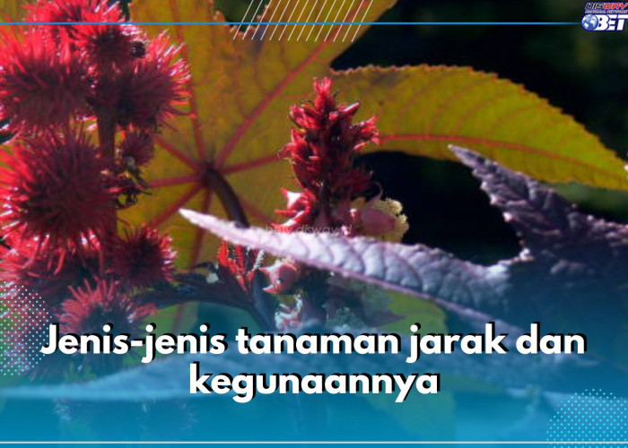 Ini 5 Jenis Tanaman Jarak yang Perlu Kamu Ketahui, Cek Juga Kegunaannya!