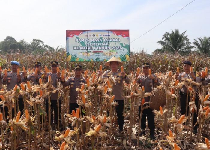 Sukses Kelola 10 Hektare Lahan, Polres Bengkulu Selatan Panen Raya 25 Ton Jagung