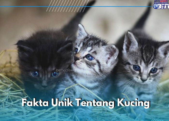 Wah, Ini 6 Fakta Unik Kucing yang Sayang Dilewatkan, Ternyata Keringatnya Karena Hal Berikut!