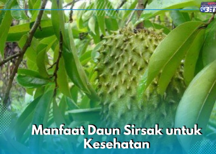 Daun Sirsak Dapat Mengobati Rematik hingga Meredakan Nyeri, Ini Manfaat yang Perlu Kamu Ketahui