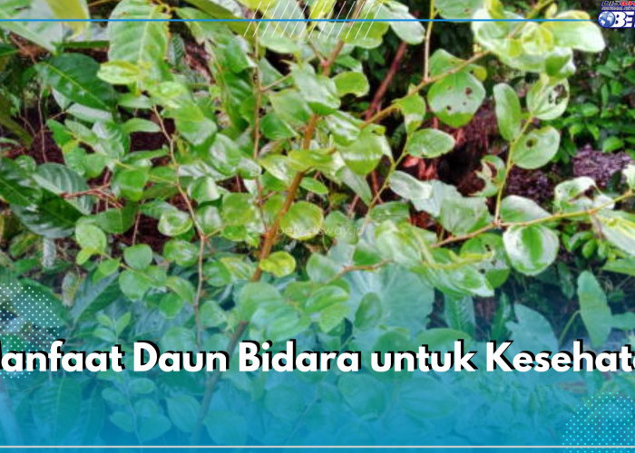 Jadi Tanaman Obat Keluarga, Ini 6 Manfaat Daun Bidara untuk Kesehatan 