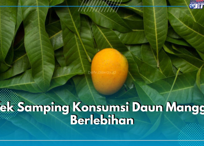 Wajib Tahu! Ini 5 Efek Samping Konsumsi Daun Mangga Berlebihan, Bisa Sebabkan Gangguan Fungsi Hati