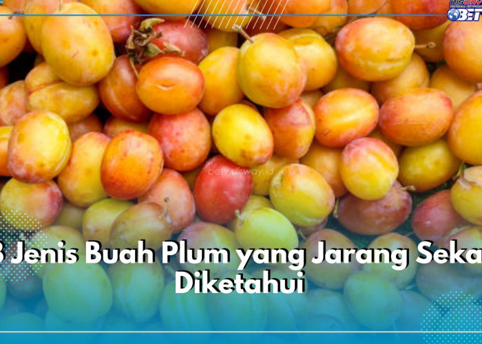 Ini 8 Jenis Buah Plum yang Jarang Sekali Diketahui, Ada Plum Mirabelle