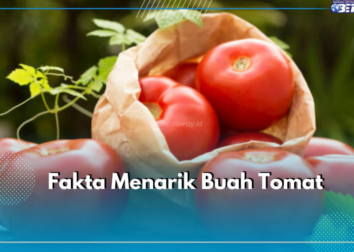 8 Fakta Menarik Buah Tomat, Ternyata Miliki Lebih dari 7500 Varietas