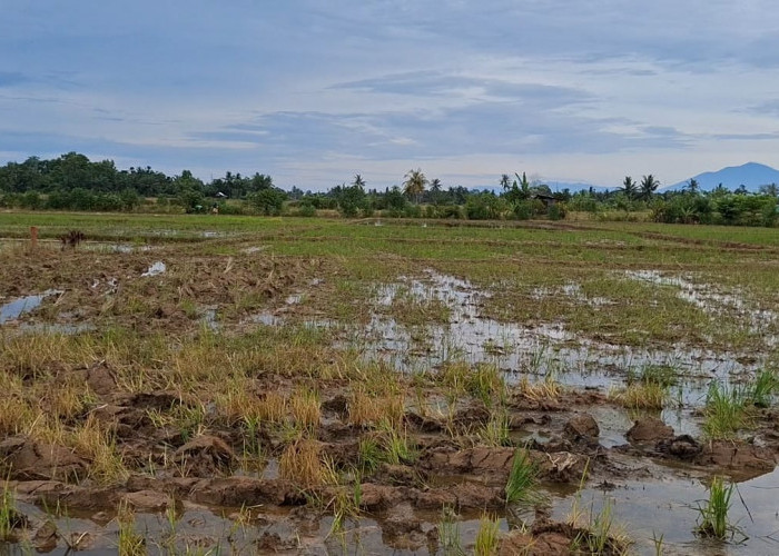 Terkendala Irigasi dan Akses Lahan, Serapan APBN Program Cetak Sawah di Bengkulu Baru 60,11 Persen