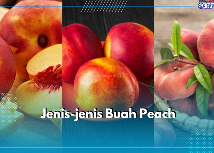 Ini 5 Jenis Buah Peach yang Perlu Kamu Ketahui, Ada Peach Clingstone hingga Donut, Cek di Sini