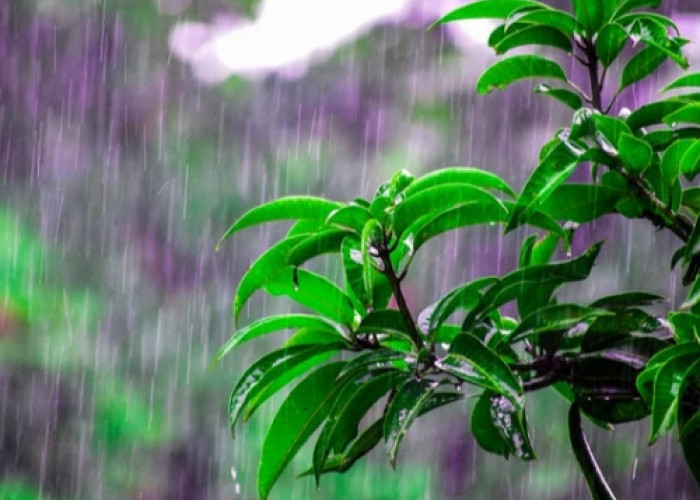 Ini 5 Manfaat Air Hujan bagi Keberlangsungan Hidup Manusia, Lihat Sisi Positifnya!