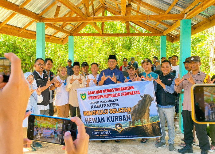 Sapi Kurban Presiden Prabowo Berbobot 1 Ton untuk Bengkulu Selatan Siap Dibagikan ke 30 Desa