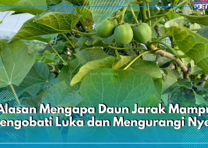 Ini 5 Alasan Mengapa Daun Jarak Mampu Mengobati Luka dan Mengurangi Nyeri