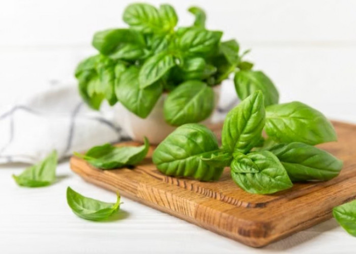 Taukah Kamu? Daun Basil Menyimpan Segudang Manfaat untuk Ibu Hamil, Cek Disini!