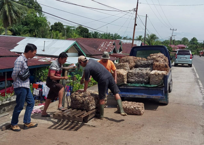 Dampak Pabrik Karet di Bengkulu Tengah Tutup, Ini yang Terjadi pada Pengepul 