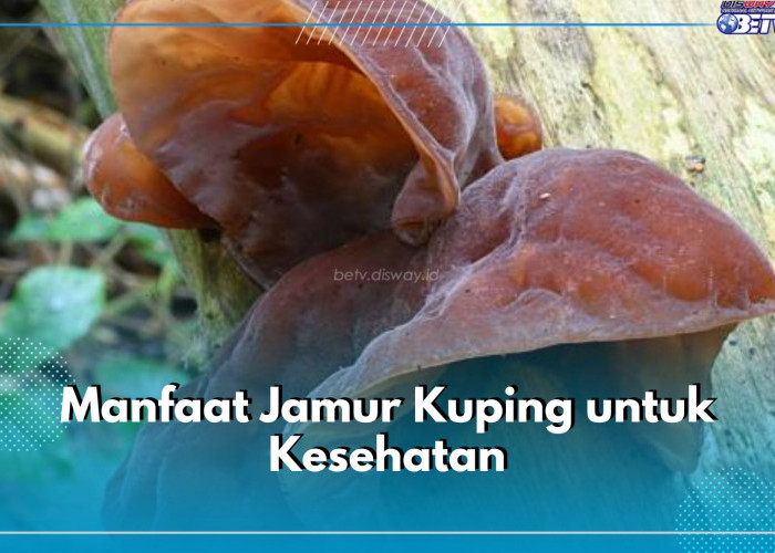 6 Manfaat Jamur Kuping untuk Kesehatan yang Jarang Diketahui, Ampuh Turunkan Kolesterol!