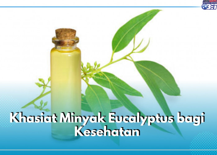Punya Manfaat Pengobatan, Ini Khasiat Minyak Eucalyptus bagi Kesehatan