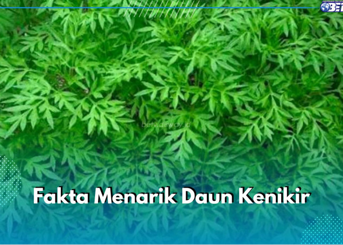 Mengulik 6 Fakta Menarik Daun Kenikir, Ternyata Bisa Jadi Pestisida Alami