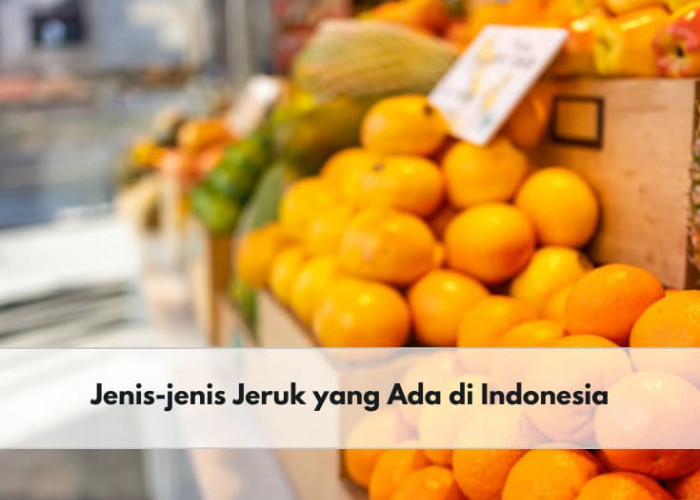 Ini Ragam Jenis Buah Jeruk yang Ada di Indonesia, Nomor 8 Asli Bengkulu