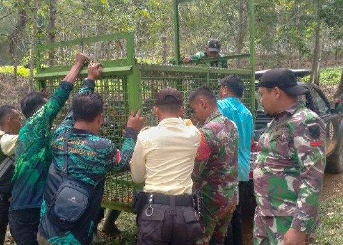 Tiga Minggu Dipasang, Perangkap Hewan Buas di Seluma Belum Membuahkan Hasil