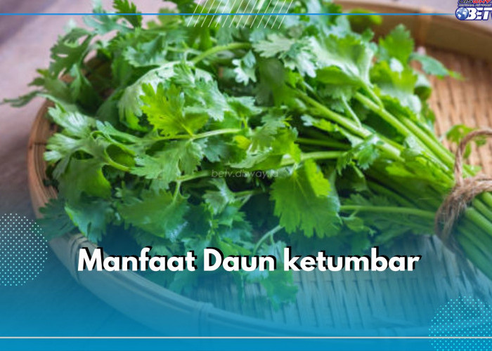 5 Manfaat Konsumsi Daun Ketumbar untuk Tubuh, Salah Satunya Menurunkan Gula Darah Penderita Diabetes