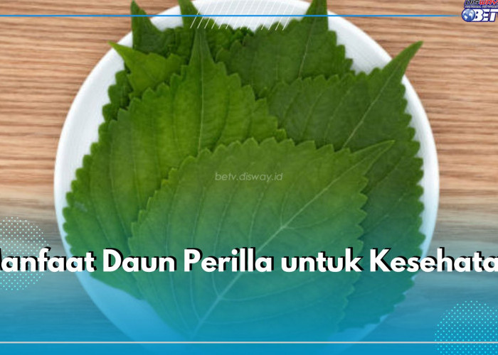 Daun Sehat Favorit Semua Orang, Intip 8 Manfaat Mengonsumsi Perilla untuk Kesehatan