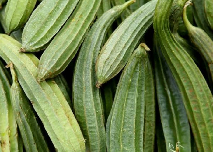 Bumil Wajib Tahu! Ini Efek Samping Konsumsi Sayur Gambas Secara Berlebihan