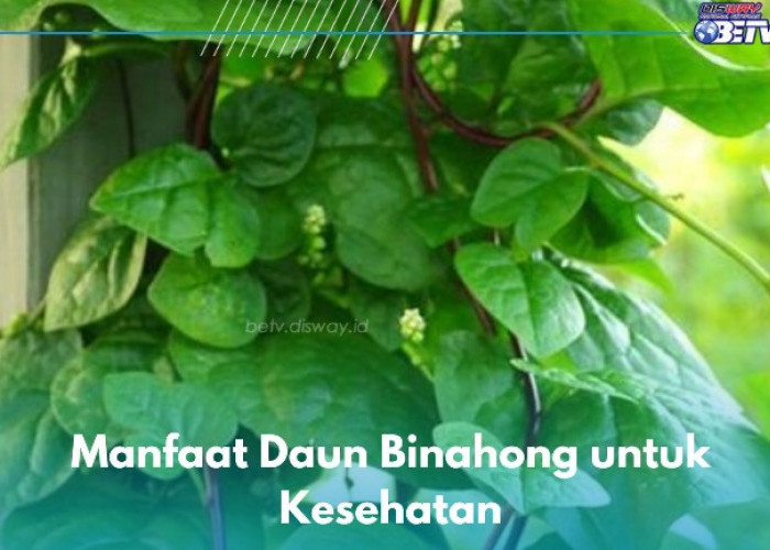 Daun Binahong Bisa Menjadi Obat untuk Kesehatan, Ini 6 Manfaat yang Akan Kamu Ketahui