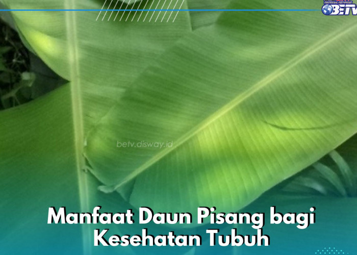 Daun Pisang Dapat Dijadikan Pembalut Luka, Ini Sederet Manfaat yang Perlu Diketahui