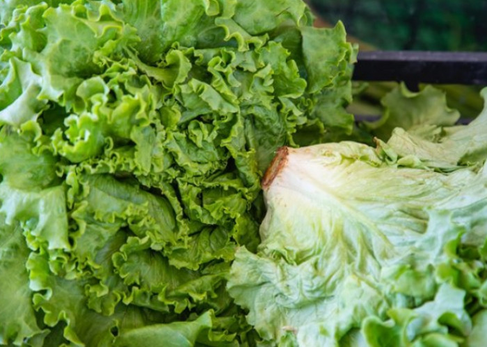 Jangan Sampai Salah, Cek Disini Jenis Makanan dan Minuman Sehat untuk Penderita Asam Urat 