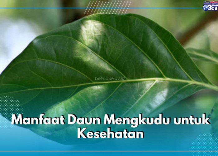 Ini 5 Manfaat Mengonsumsi Rebusan Daun Mengkudu untuk Kesehatan, Bisa Bantu Detox Tubuh dari Racun