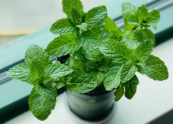 7 Manfaat Utama Konsumsi Daun Mint Secara Rutin, Sayang untuk Dilewatkan!