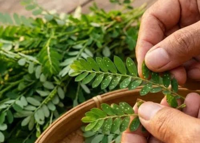Perhatikan! Ini Daftar Kelompok Orang yang Pantang Konsumsi Daun Meniran