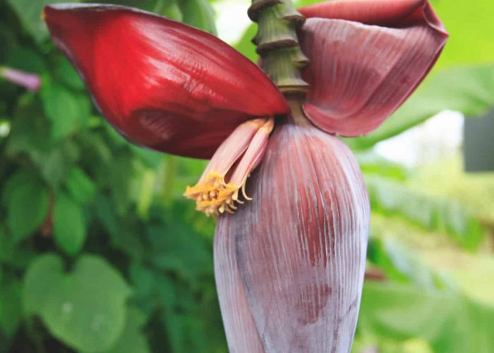 Cek Manfaat dari Jantung Pisang untuk Kesehatan, Sayuran Kaya Serat dan Nutrisi