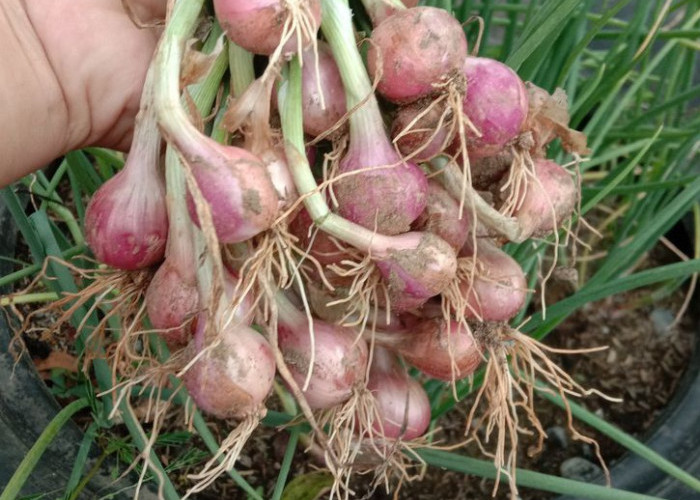 Ini Cara Mudah Menanam Bawang Merah di Pot, Bisa Panen Sendiri di Rumah