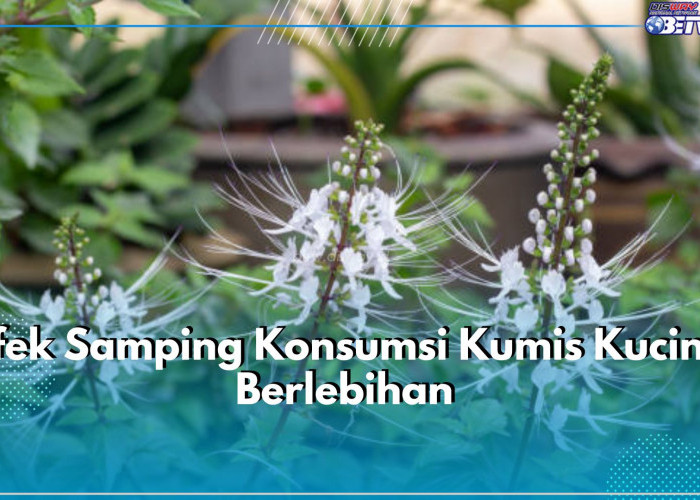 Jangan Berlebihan! Ini Sederet Efek Samping Konsumsi Kumis Kucing Berlebihan