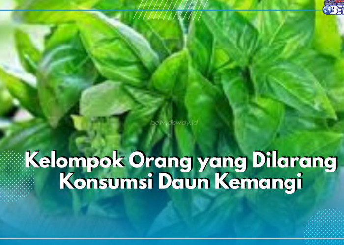Ibu Hamil Dilarang Konsumsi Daun Kemangi, Cek 4 Kelompok Orang Lainnya Disini!